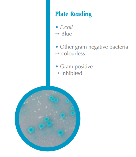 Enumeration of E.coli Detection Made Easy