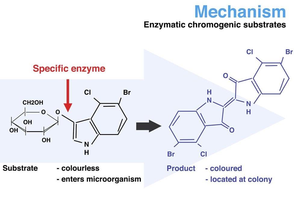 DRG International, Inc. Authorized Distributor for CHROMagar™