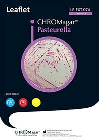 Pasteurella Thumb